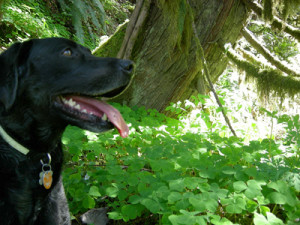 Photo Credit: Oregon Black Truffles
