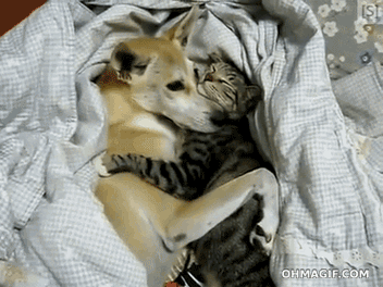 dog pets cat cat hugs dog