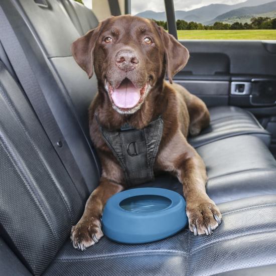 Best travel water bowls for dogs: Fitdog Five | Fitdog Blog
