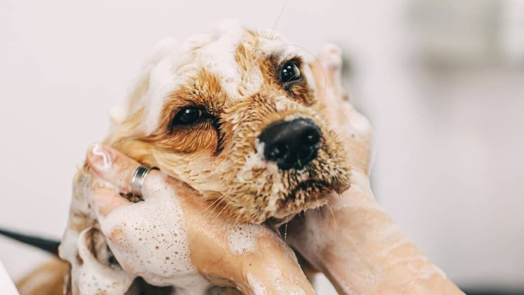 cocker spaniel dog getting a bath and covered with soap