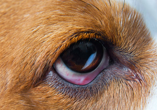 Identify and Treat Conjunctivitis (AKA Pink Eye) in Dogs %%page%% %%sep%%  %%sitename%%