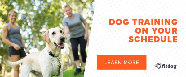 Fitdog Los Angeles Dog Training Daycare Hiking + Sports