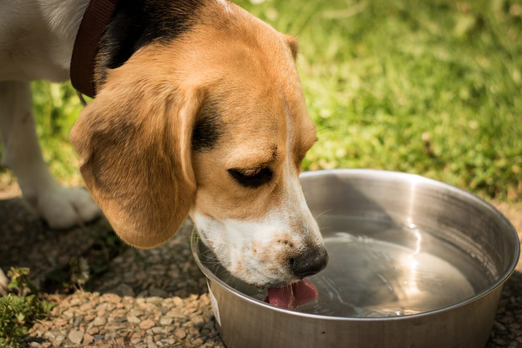 How to keep your dog's water bowl cool in the heat