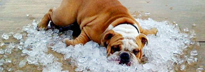 Image result for dog in hot weather