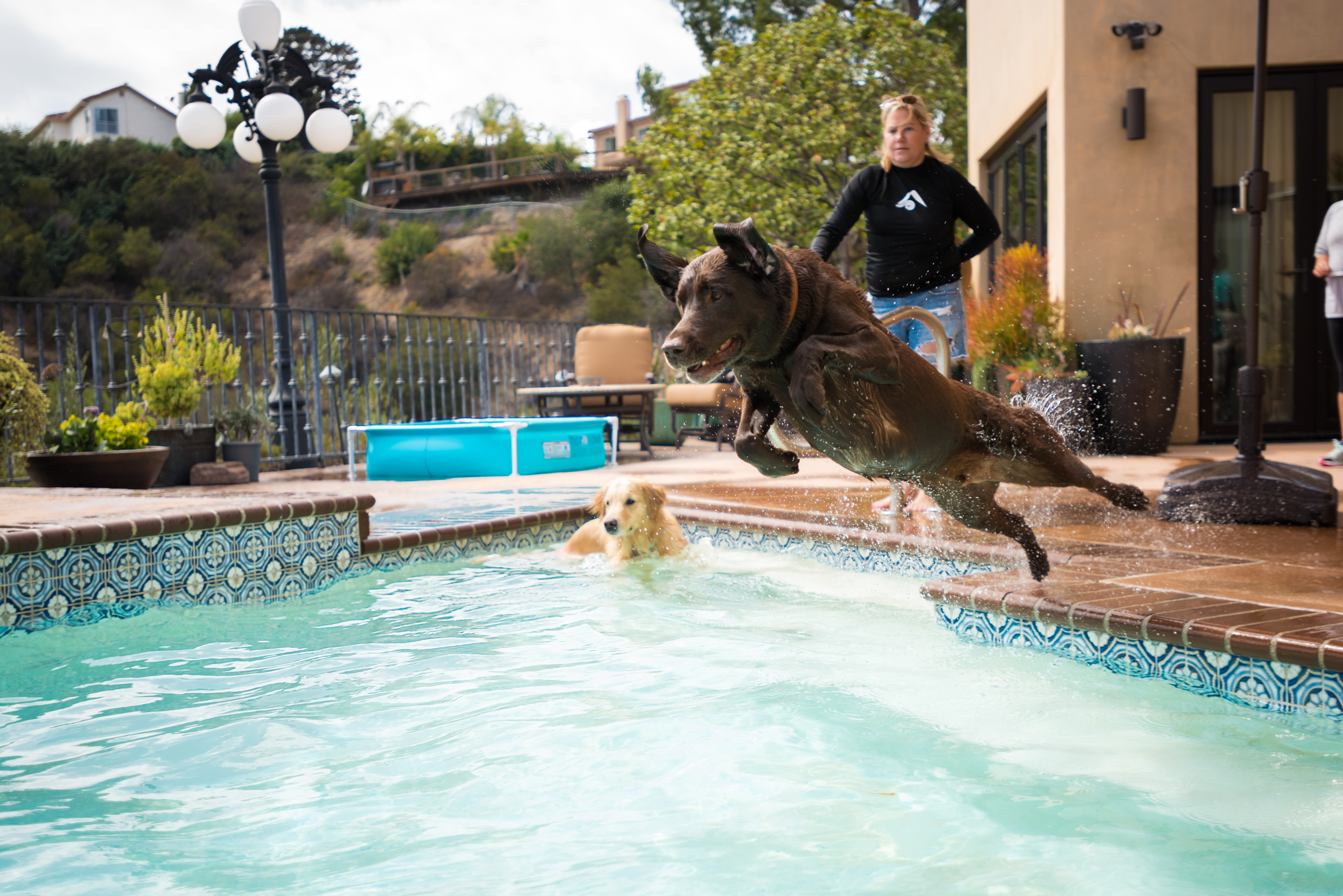 swimming dogs