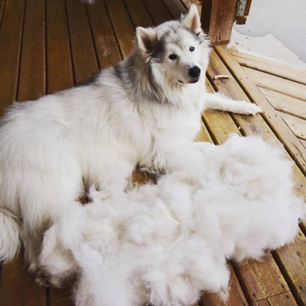 De-shedding dogs: Everything you need to know | FItdog