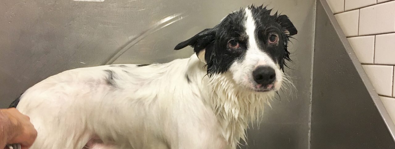 Blog: Off the Leash | Fitdog | Senior Dog Grooming Guide