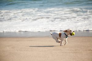 Beat Boredom: jack Russell running on beach | Fitdog Blog