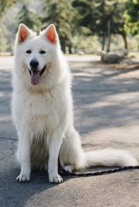 why we are thankful for our dogs
