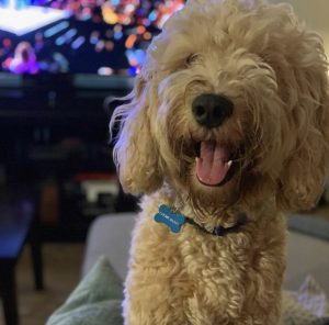 why we are thankful for our dogs