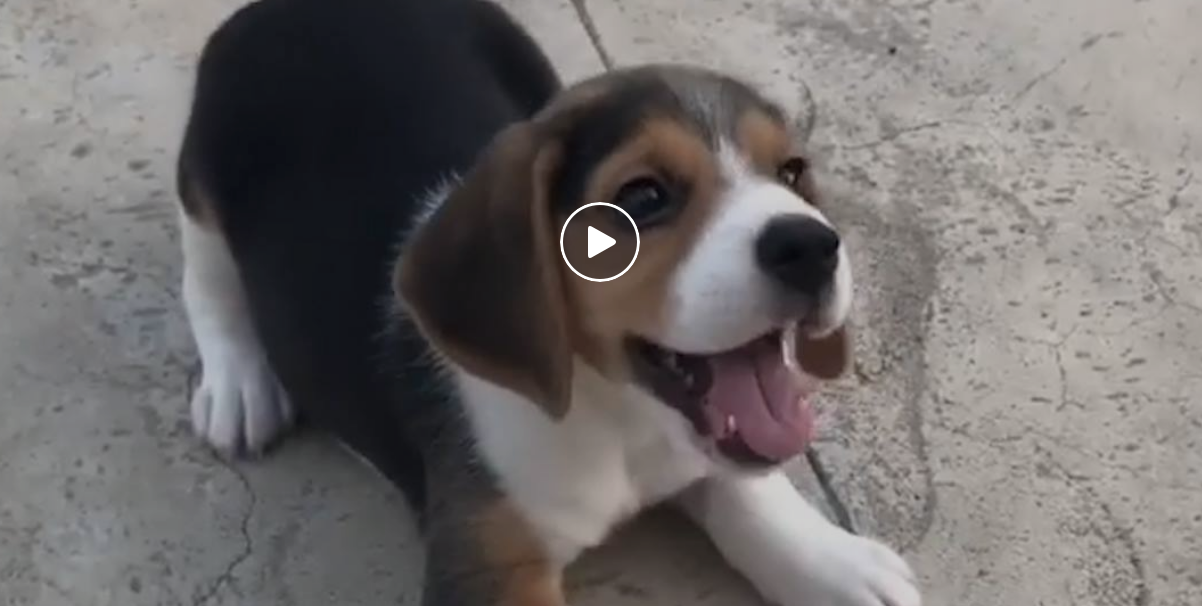 Watch the best of Buzzfeed's animal videos right here Fitdog