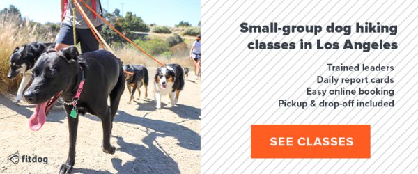 Fitdog Los Angeles dog hiking daycare sports and training
