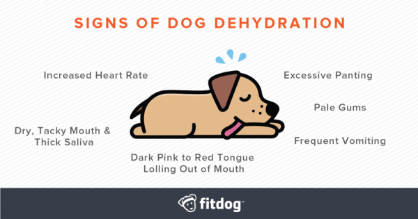dog dehydration signs