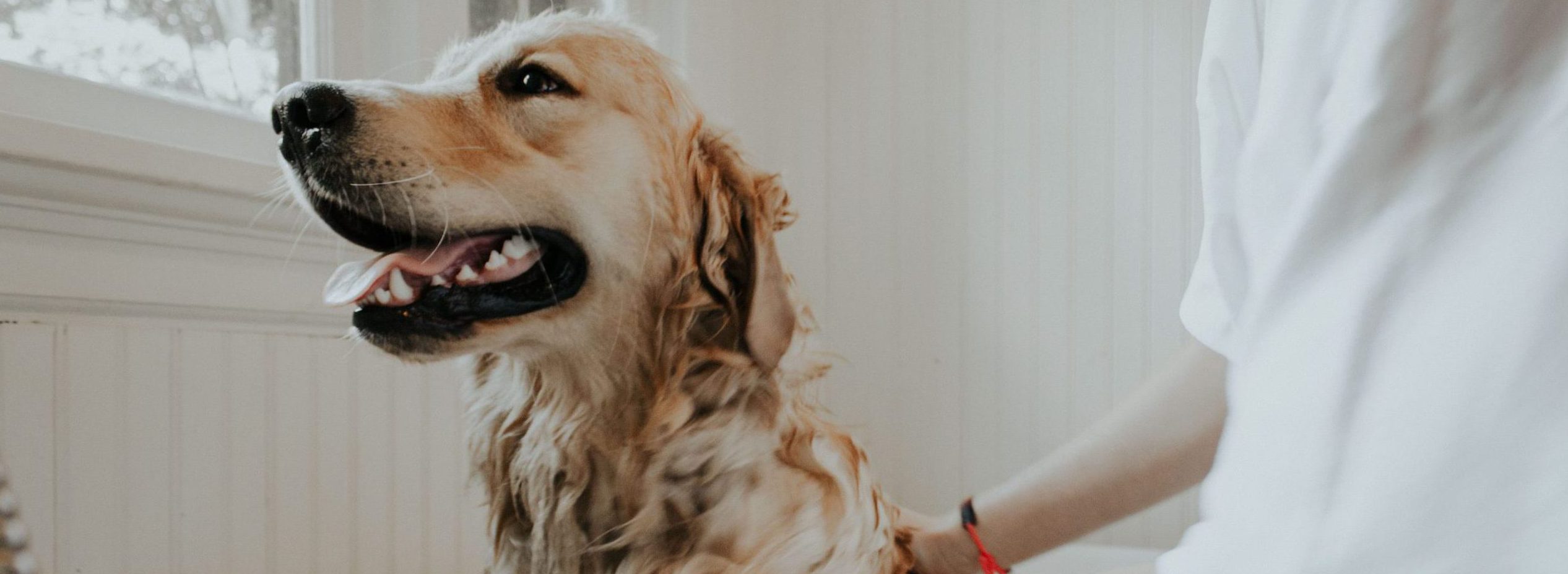 AtHome Dog Grooming Guide Fitdog Blog Off the Leash