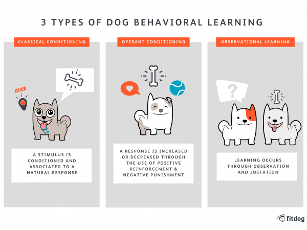 Train & Play 3 Types of Learning | Fitdog Los Angeles Daycare, Sports, Training, Adventures