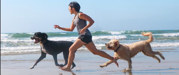 Dogs playing at the beach | Fitdog Blog