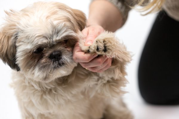 Puppy Massage Techniques | Fitdog Los Angeles dog training, daycare, sports, hiking