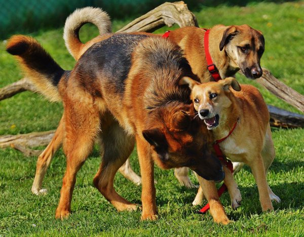 Dog parks can lead to fights | Fitdog Blog