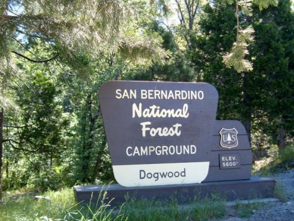 Dog-Friendly Camping Dogwood campground San Bernardino Mountains | Fitdog Blog