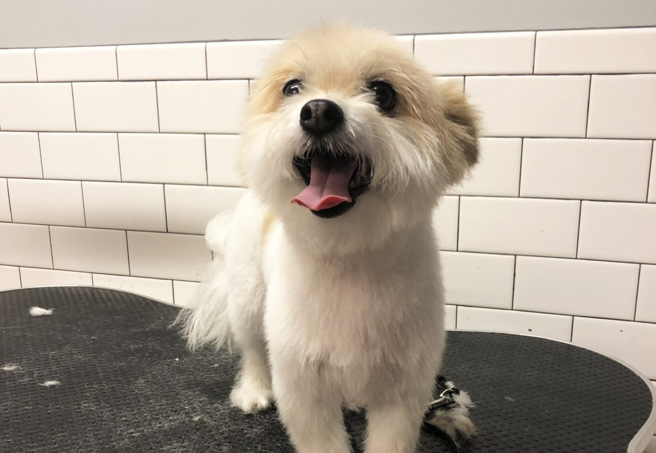 Dog Grooming Santa Maria of all time The ultimate guide hencoop