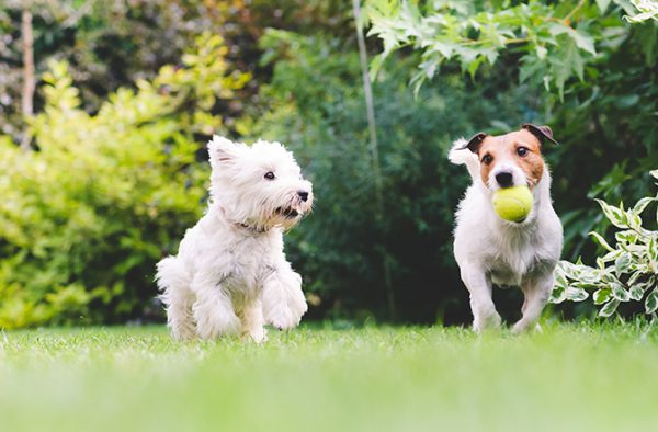 Puppy Playdates | Fitdog Blog