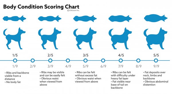 Overweight Dogs: COVID-19 Made my dog fat | Fitdog Blog