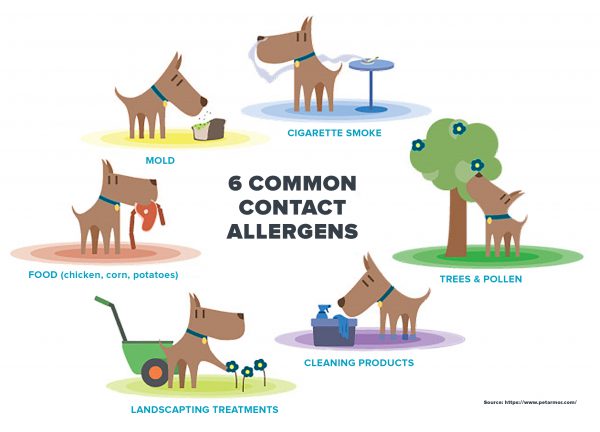 A Guide to Dog Allergies - Camping With Dogs