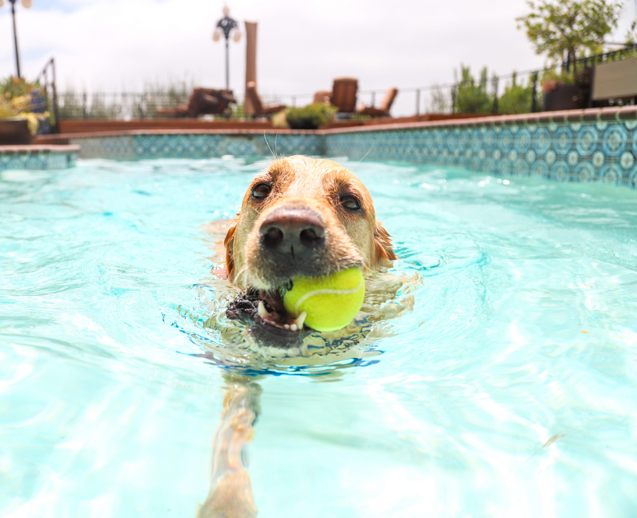 5 Benefits of Teaching Your Dog How to Swim