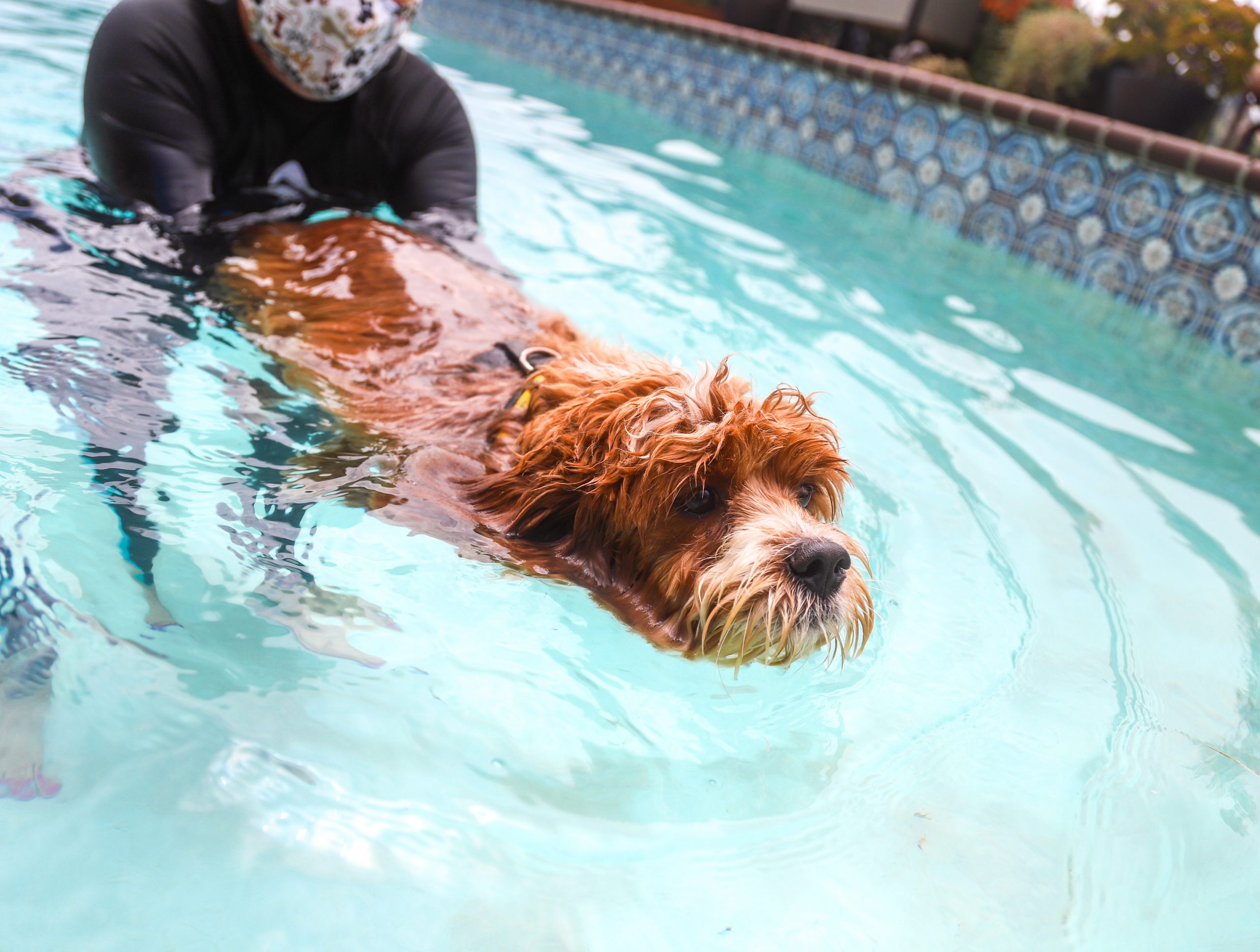 dog swim lesson