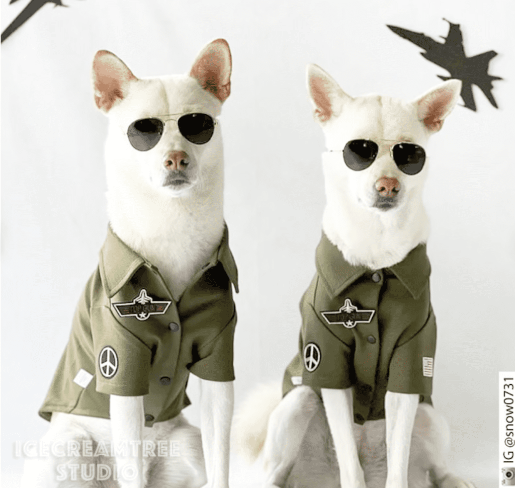 10 Best Dog Halloween Costumes for 2022