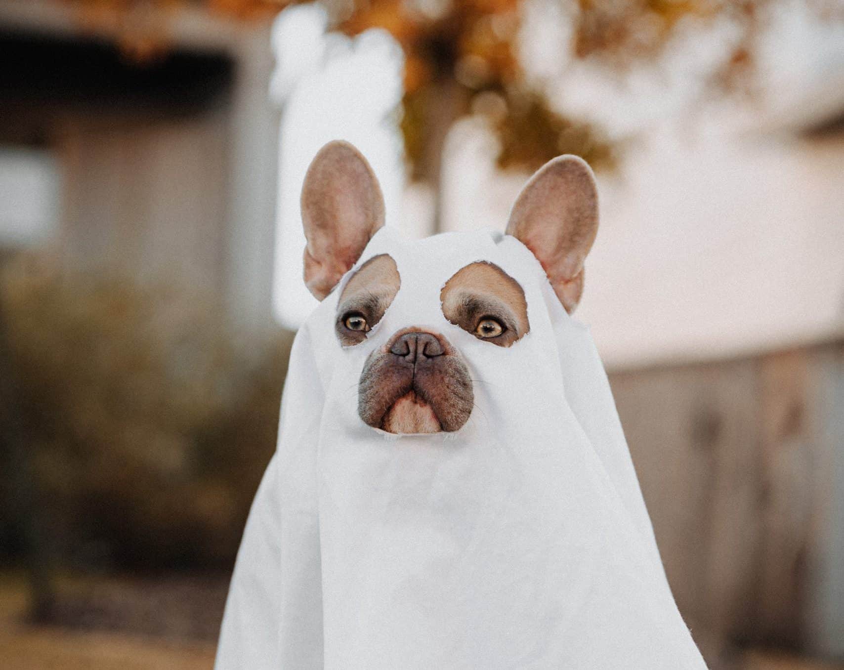 10 Best Dog Halloween Costumes for 2022