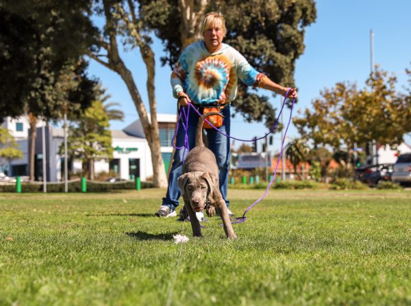 Lure Coursing: Is Your Dog Up for the Chase? - Whole Dog Journal