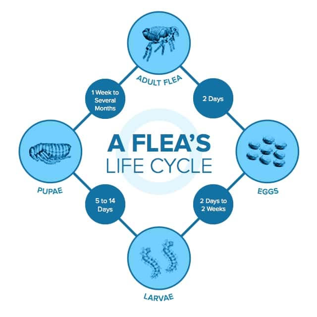 Understanding the Flea Life Cycle | PetMD