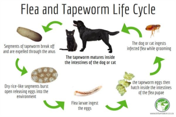The Relationship Between Fleas and Tape Worms | Infurmation