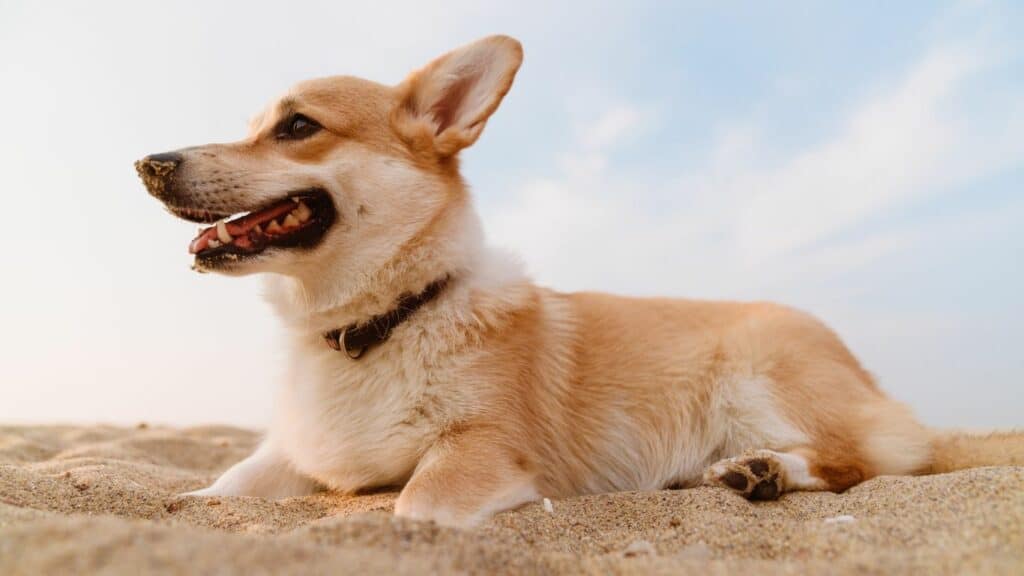 corgi dog laying in the sand 